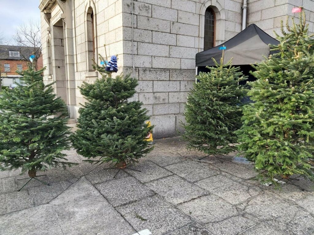 Christmas Trees For Sale