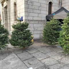 Christmas Trees For Sale